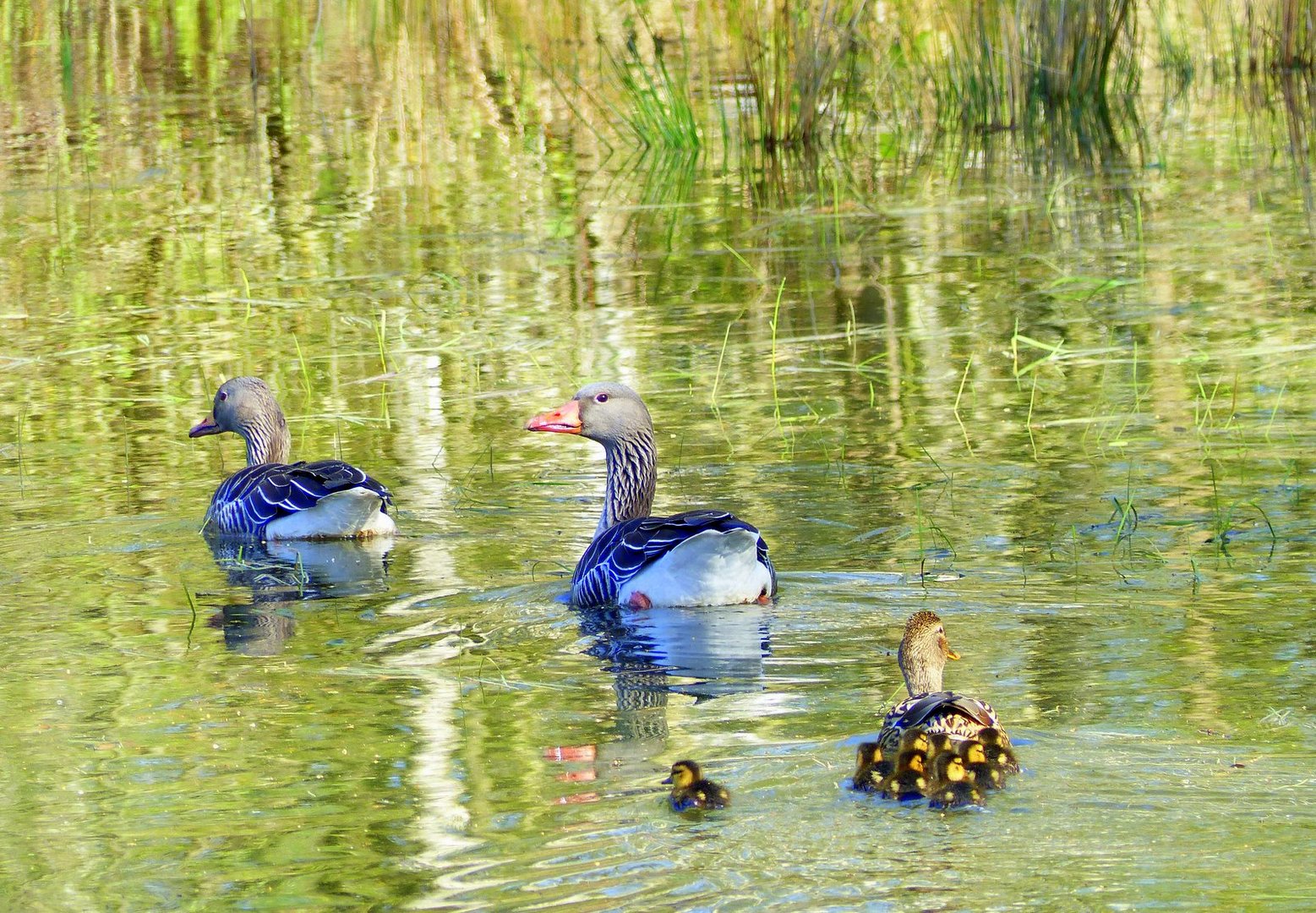 Der Ausreißer Foto & Bild natur, see, landschaft Bilder auf