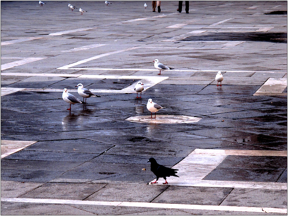 Der Außenseiter in Venedig (Beweisfoto)