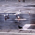 Der Außenseiter in Venedig (Beweisfoto)