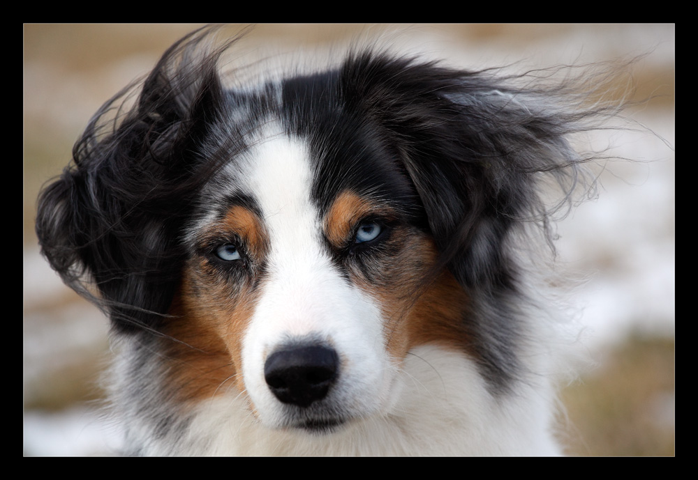 "Der Aussie-Flirt-Blick"