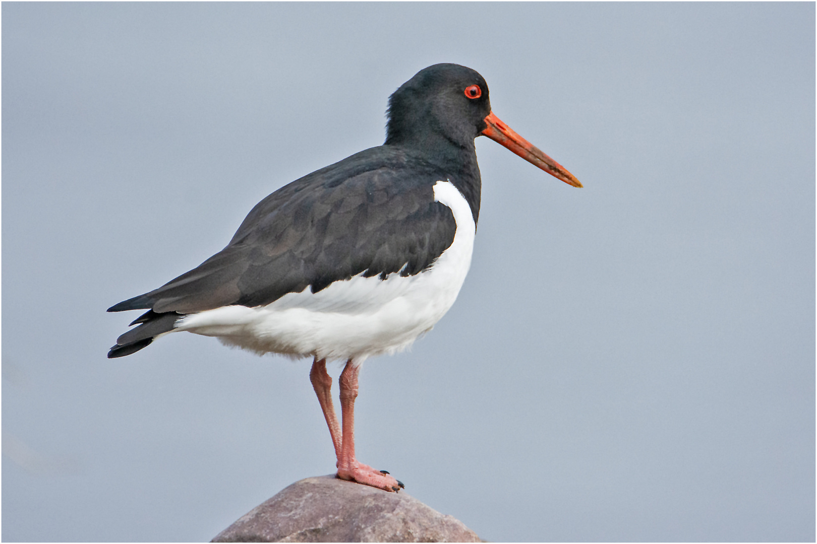 Der Austerfischer (Haematopus ostralegus) . . .