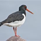 Der Austerfischer (Haematopus ostralegus) . . .