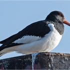 Der Austernfischer (Haematopus ostralegus) . . .