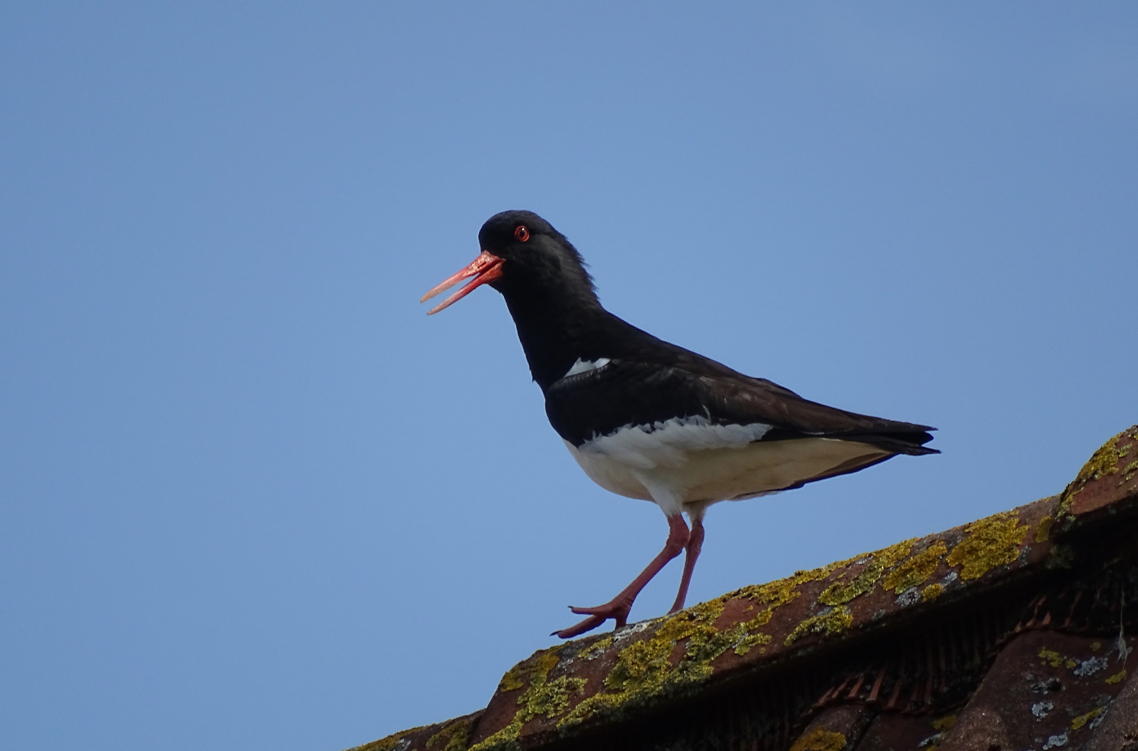 der Austernfischer (Haematopus ostralegus)...