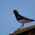 der Austernfischer (Haematopus ostralegus)...