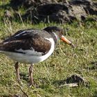 der Austernfischer (Haematopus ostralegus)...