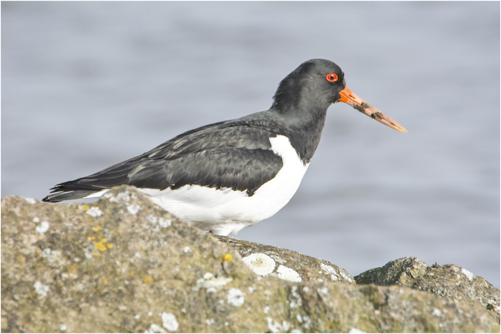 Der Austernfischer (Haematopus ostralegus) . . .