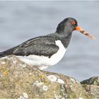 Der Austernfischer (Haematopus ostralegus) . . .