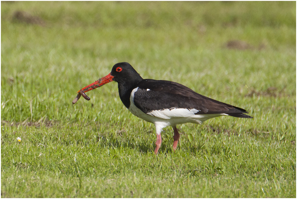 Der Austernfischer (Haematopus ostralegus) auch "Küstenstorch" genannt . . .