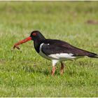 Der Austernfischer (Haematopus ostralegus) auch "Küstenstorch" genannt . . .