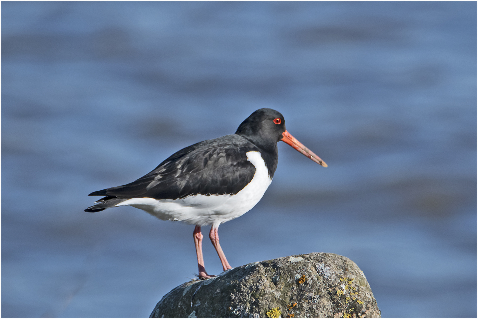 Der Austernfischer (Haematopus ostralegus), . . .