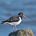 Der Austernfischer (Haematopus ostralegus), . . .