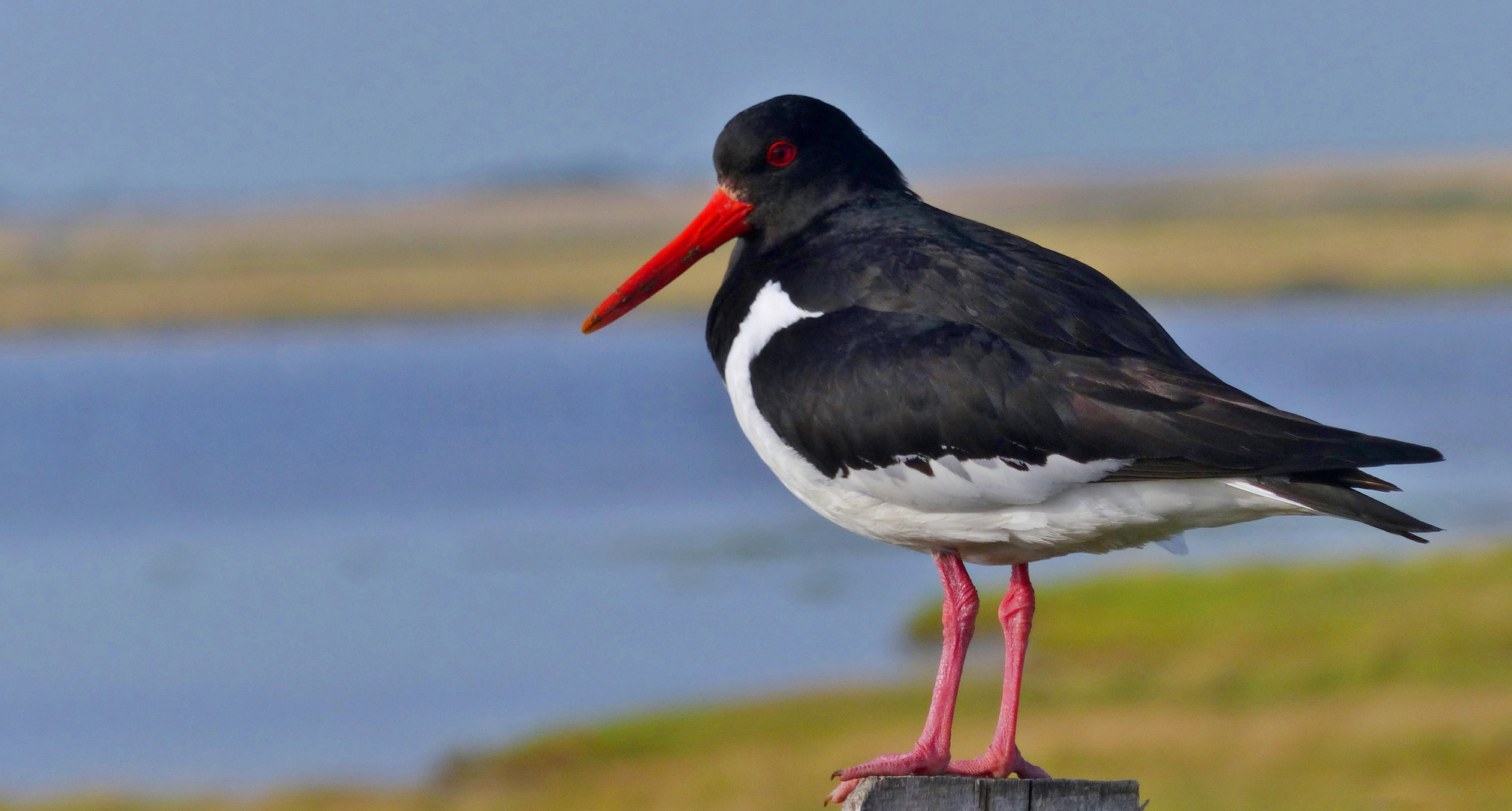 der "Austernfischer" (Haematopus ostralegus)...