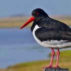 der "Austernfischer" (Haematopus ostralegus)...