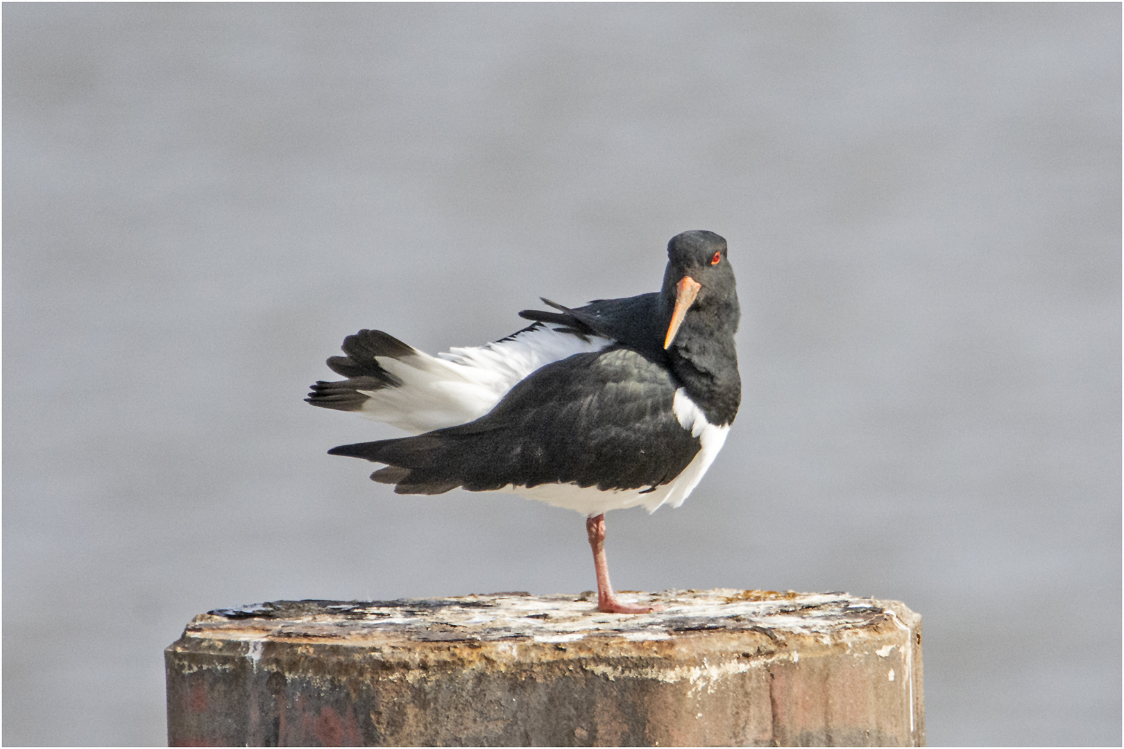 Der Austernfischer (Haematopus ostralegus) . . .