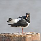 Der Austernfischer (Haematopus ostralegus) . . .