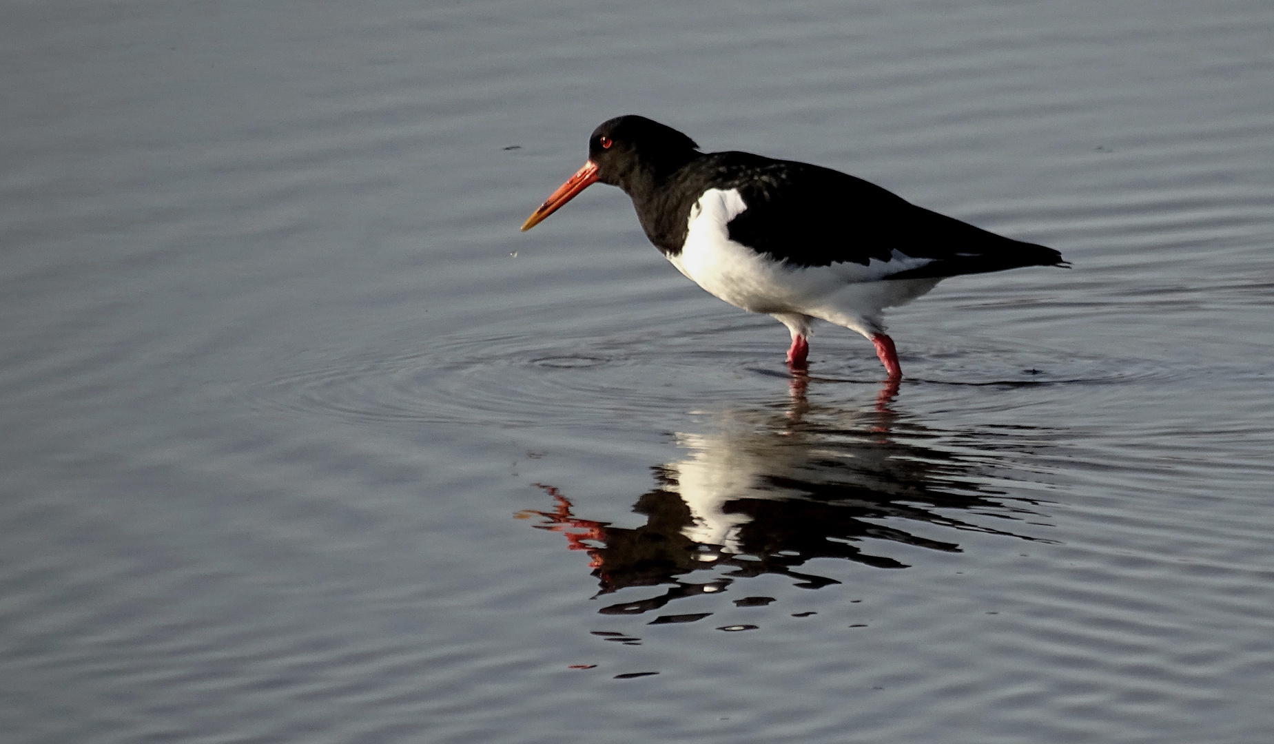 der Austernfischer (Haematopus ostralegus)...