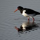 der Austernfischer (Haematopus ostralegus)...