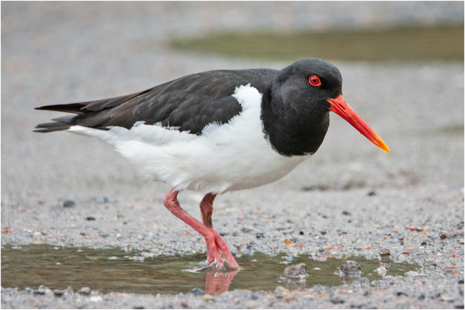 Der Austernfischer (Haematopus ostralegus) kam mir . . .