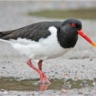 Der Austernfischer (Haematopus ostralegus) kam mir . . .