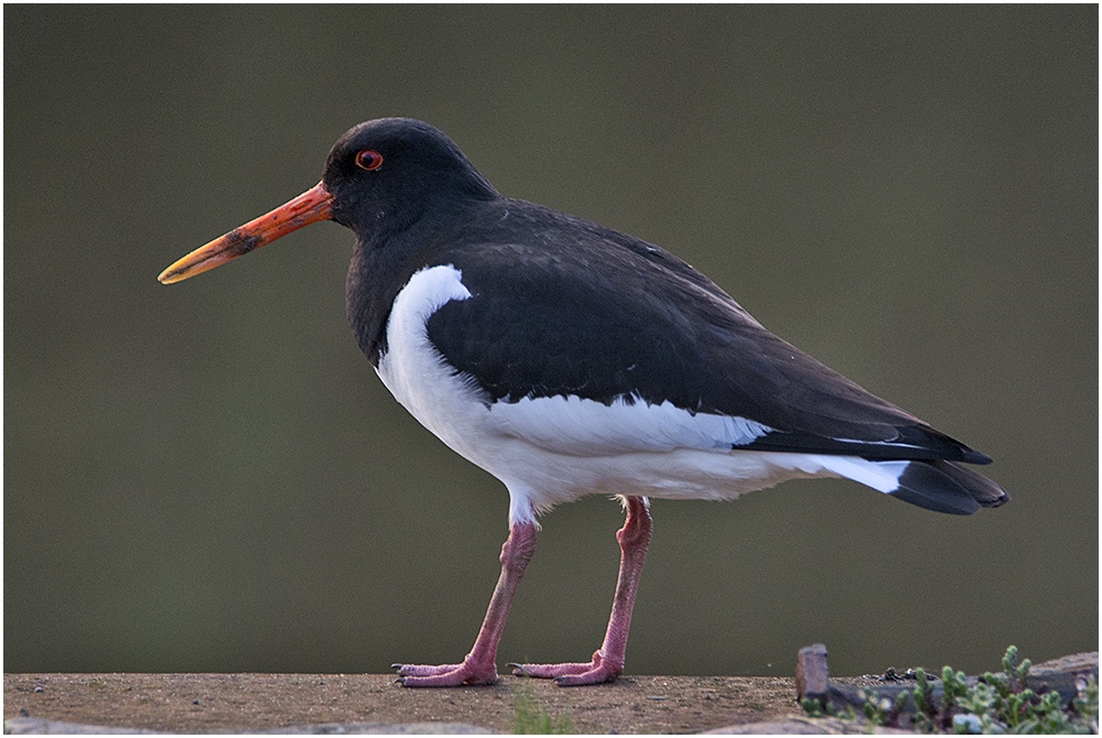 Der Austernfischer (Haematopus ostralegus)  stolzierte auf . . .