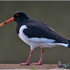 Der Austernfischer (Haematopus ostralegus)  stolzierte auf . . .