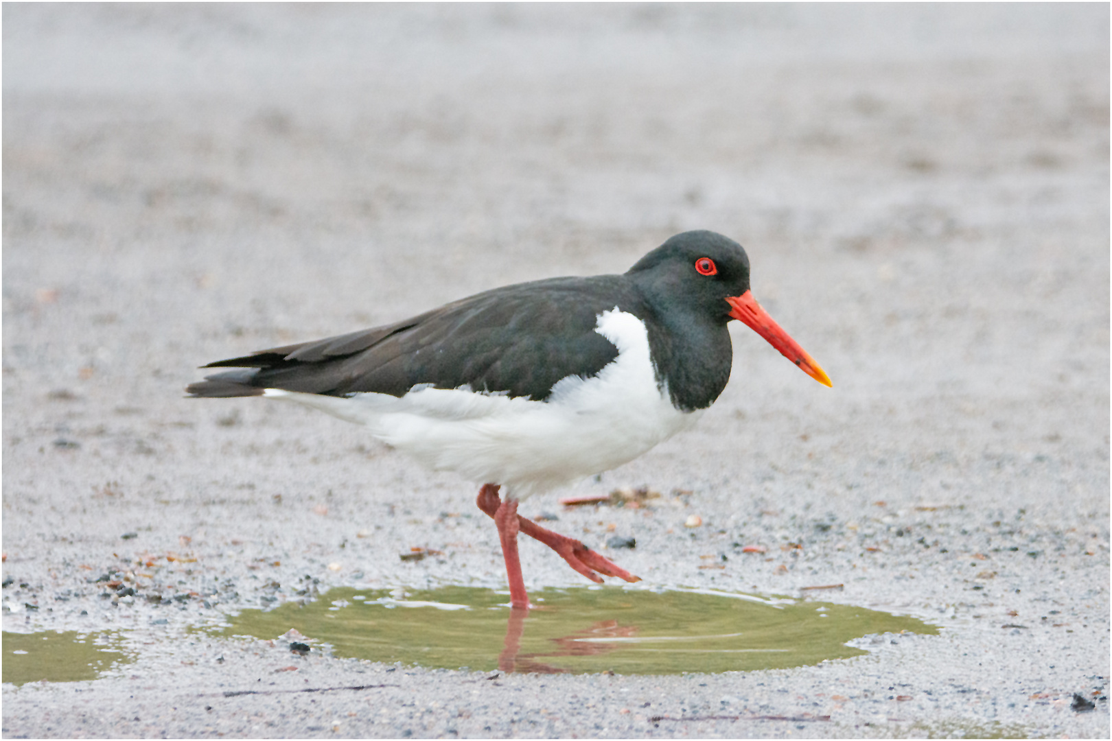 Der Austernfischer (Haematopus ostralegus) wird auch . . .