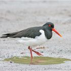 Der Austernfischer (Haematopus ostralegus) wird auch . . .