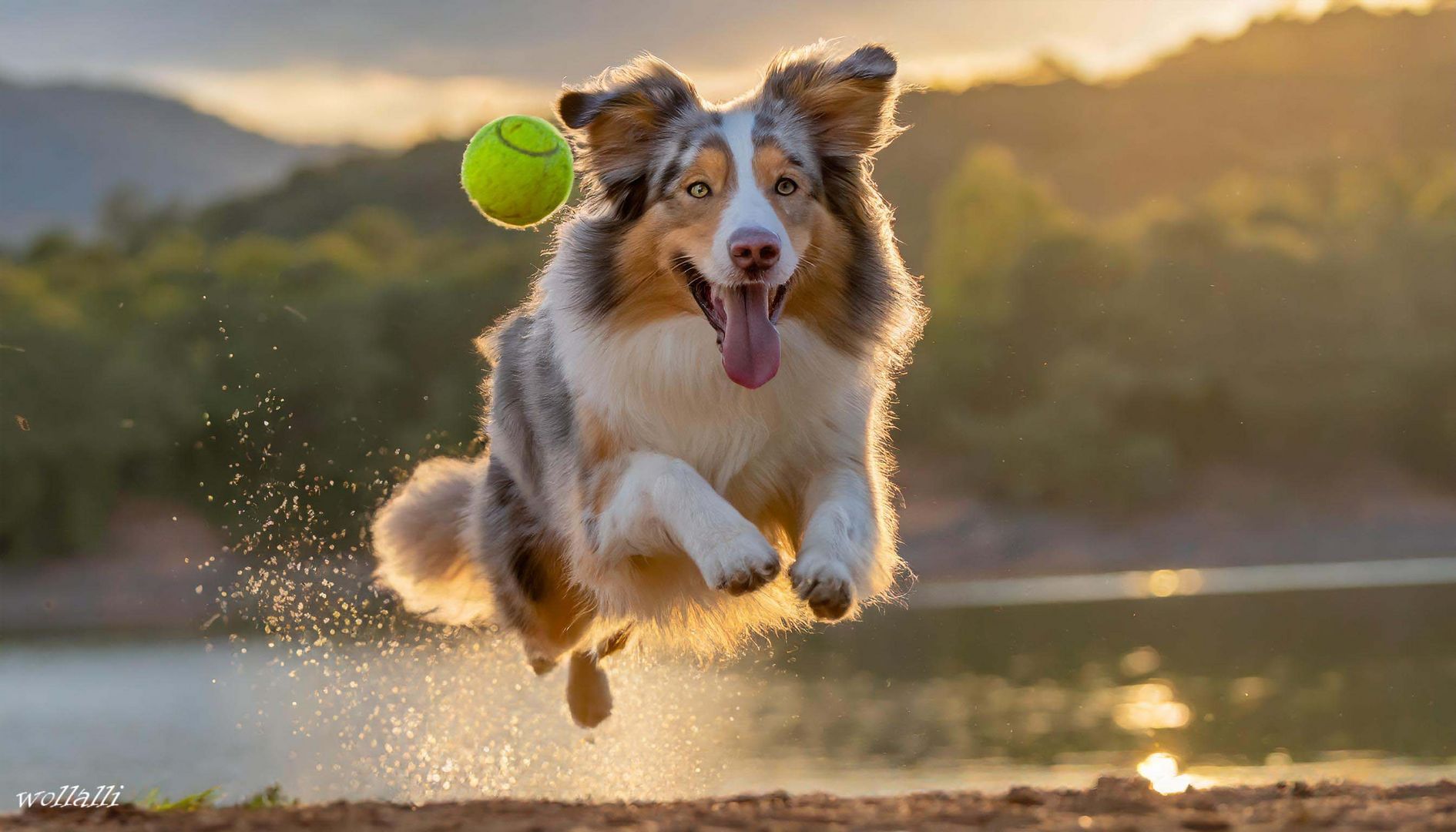 Der Australian Shepard jagt einen Tennisball (KI)