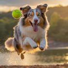 Der Australian Shepard jagt einen Tennisball (KI)