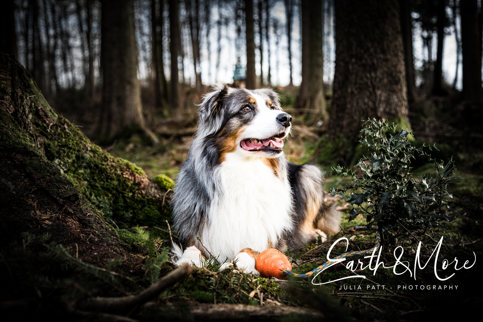 Der Australian Shepard Rüde Pepper und sein Spielzeug