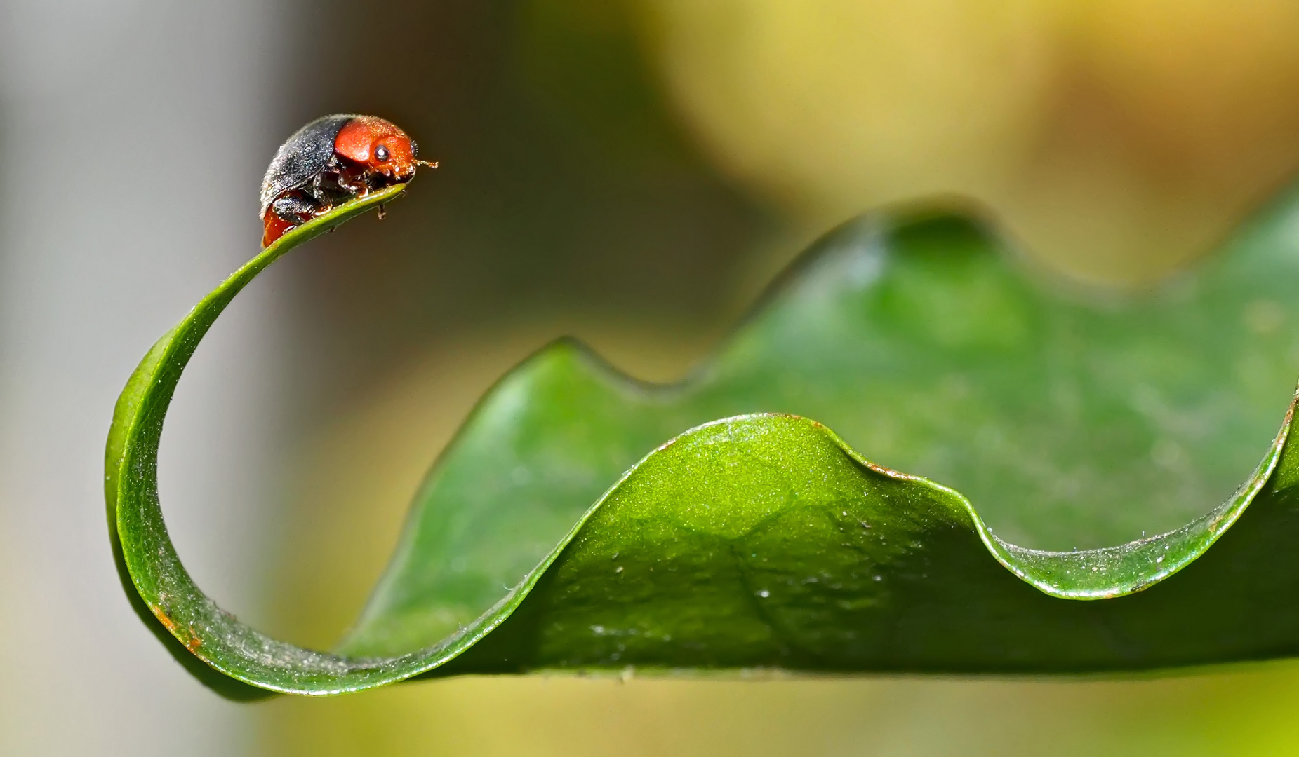 Der Australische Marienkäfer (Cryptolaemus montrouzieri), ein Nützling! - Une coccinelle utile!