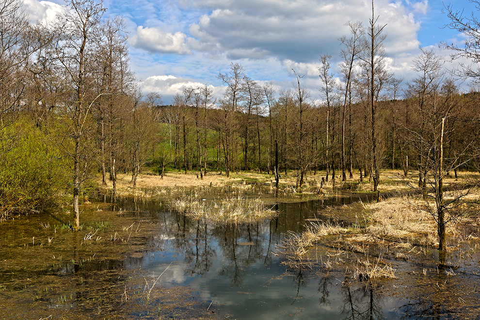 Der Auwald, Lebensraum für viele seltene Tier- und Pflanzenarten