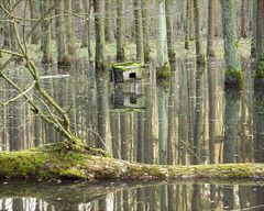 Der Auwaldsee am Hummersbach ...