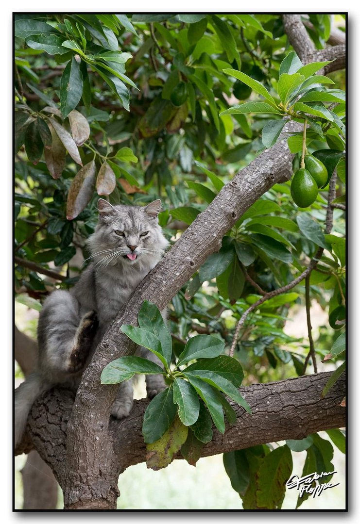 Der Avocado Kater