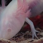 * Der Axolotl *