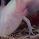 * Der Axolotl *