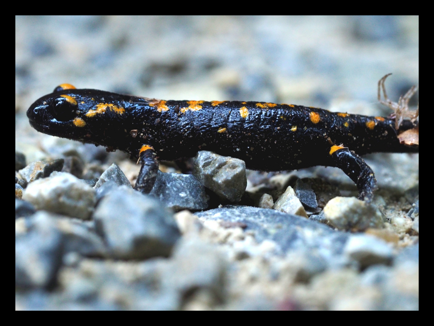 der Baby-Feuersalamander