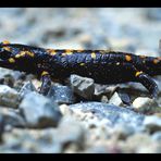 der Baby-Feuersalamander