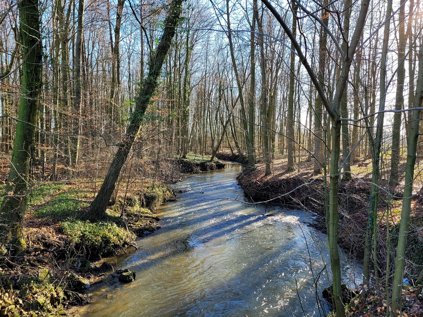 Der Bach im Wald