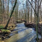 Der Bach im Wald