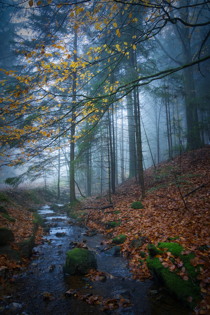 Der Bach im Wald