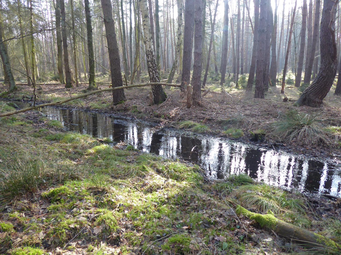 Der Bach im Wald