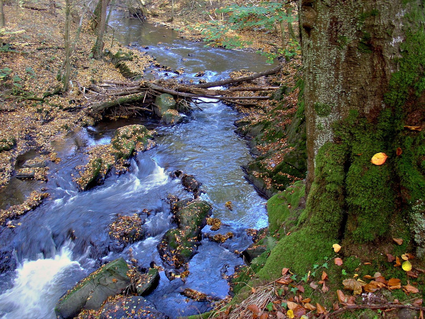 Der Bach und der Baum