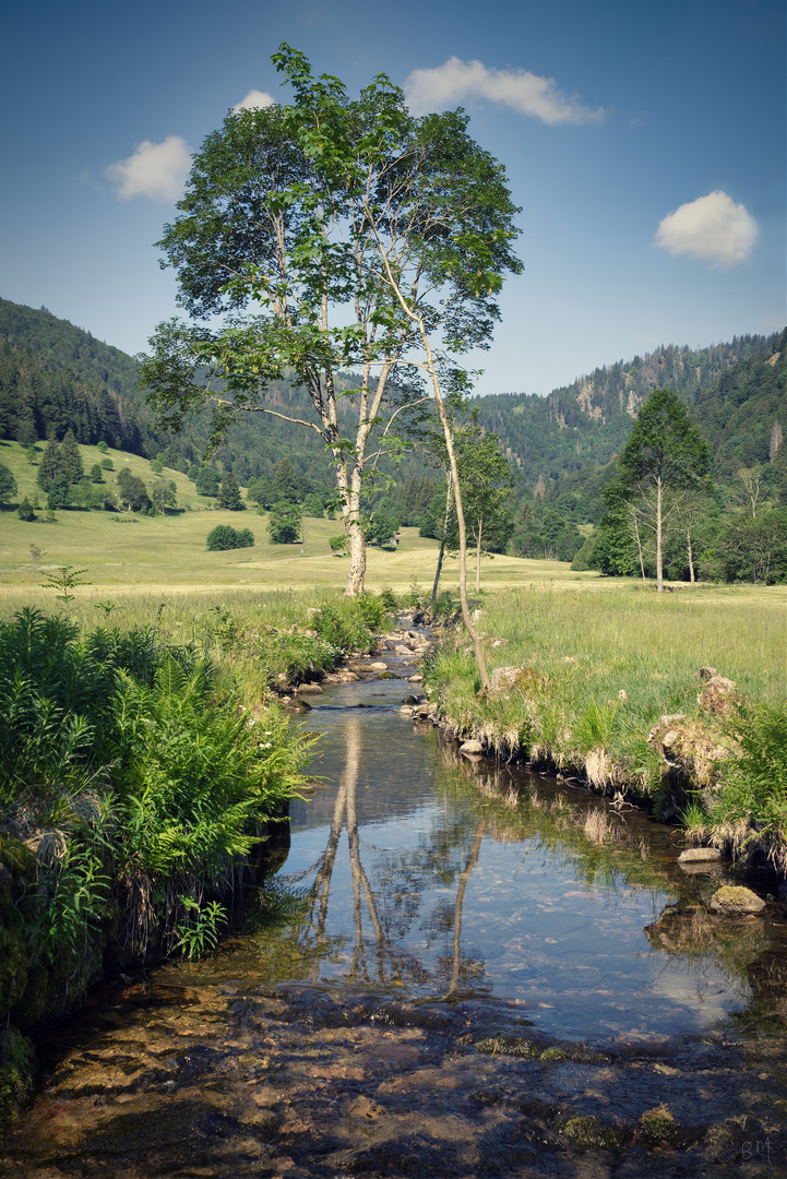 Der Bach zum Baum