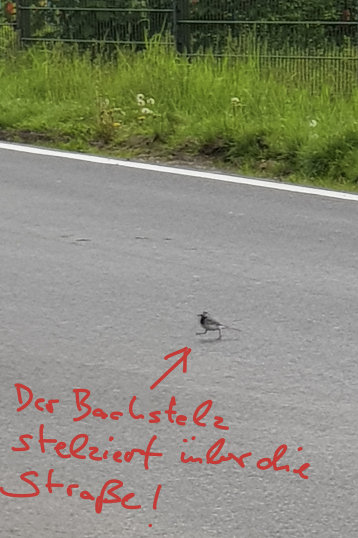 Der Bachstelz überquert die Straße zügig, denn er ist ein professioneller Vogel!