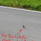 Der Bachstelz überquert die Straße zügig, denn er ist ein professioneller Vogel!