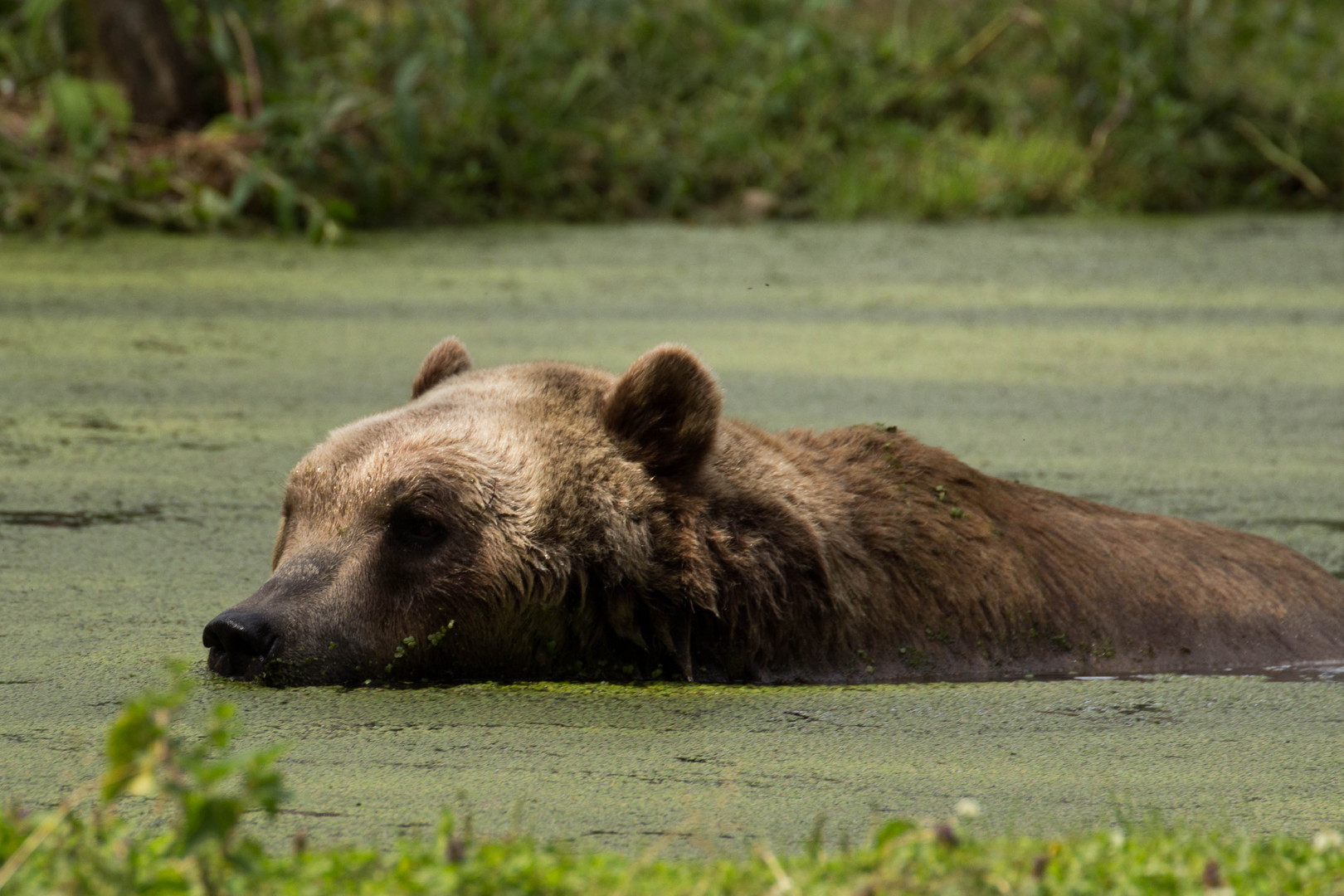 Der Badebär