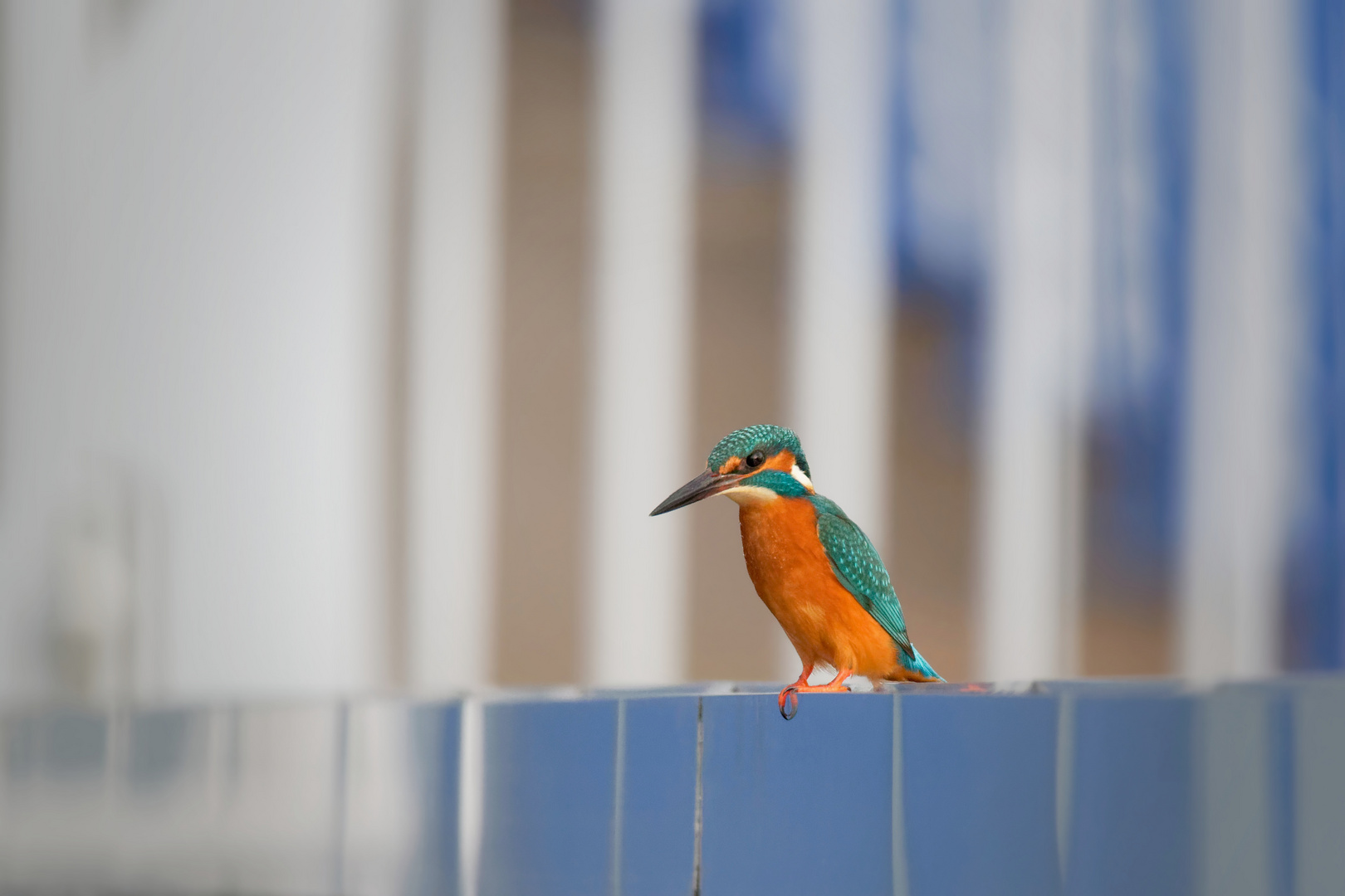 Der Bademeister -  Eisvogel - (Alcedo atthis)