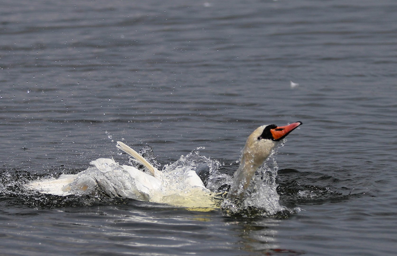 Der badende Schwan